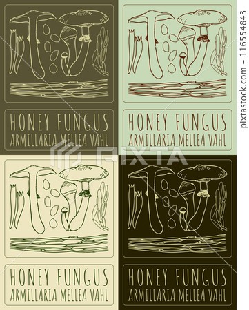 Set of vector drawing HONEY FUNGUS in various colors. Hand drawn illustration. The Latin name is ARMILLARIA MELLEA VAHL Set of vector drawing HONEY FUNGUS in various colors. Hand drawn illustration. The Latin name is ARMILLARIA MELLEA VAHL 116554843