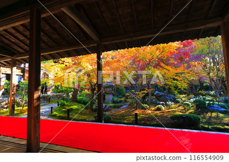 [京都府]圓光寺框架庭園的秋葉（樹牛之庭） 116554909