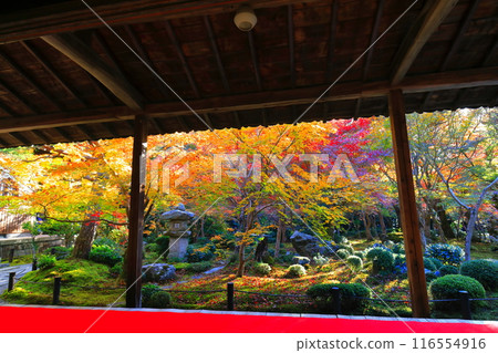 [Kyoto Prefecture] Autumn leaves in the frame garden of Enkoji Temple (Jugyu no Niwa) 116554916
