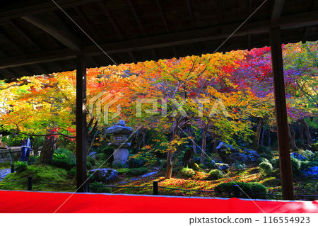 [京都府]圓光寺框架庭園的秋葉（樹牛之庭） 116554923