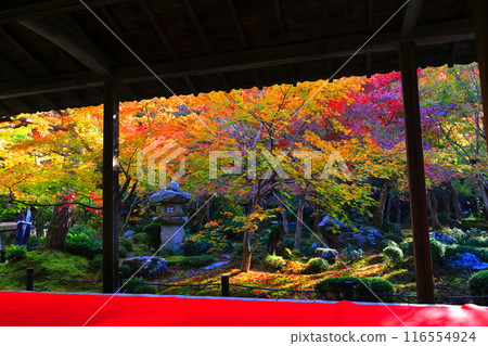 [京都府]圓光寺框架庭園的秋葉（樹牛之庭） 116554924