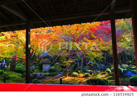 [京都府]圓光寺框架庭園的秋葉（樹牛之庭） 116554925