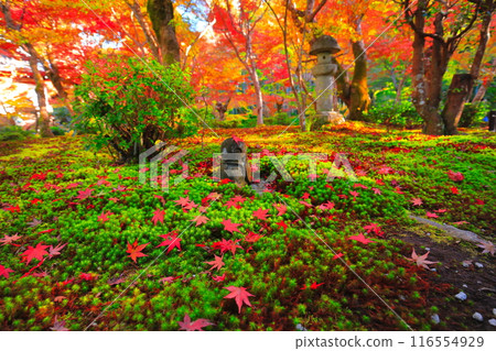 [Kyoto Prefecture] Autumn leaves at Enkoji Temple on a clear day 116554929