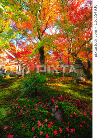 [Kyoto Prefecture] Autumn leaves at Enkoji Temple on a clear day 116554930