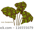 Rex Begonia 116555079