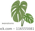 Monstera 116555081