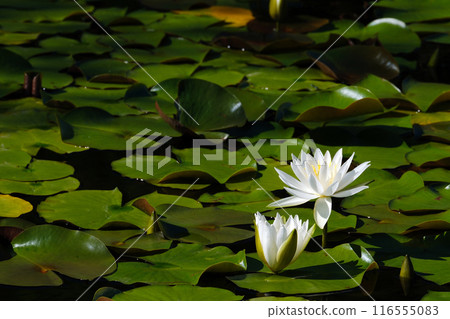 White water lilies floating in a pond, Otani Weeping Park, Kiyomi-cho, Takayama City, 2024 White water lilies floating in a pond, Otani Weeping Park, Kiyomi-cho, Takayama City, 2024 116555083