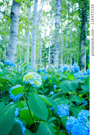 A lot of blue hydrangeas are blooming 116555138