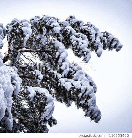 Snow on the trees 116555430