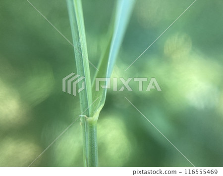 Plants green background for ecology Plants green background for ecology 116555469