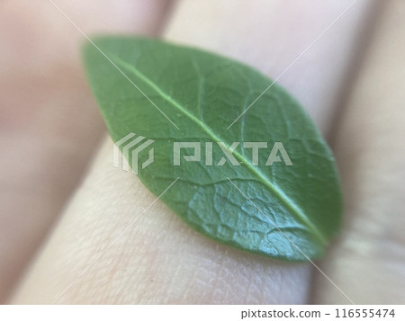 Plants green background for ecology Plants green background for ecology 116555474