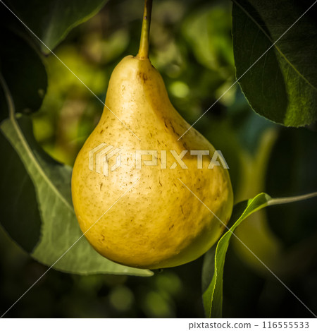 Pears on the tree 116555533