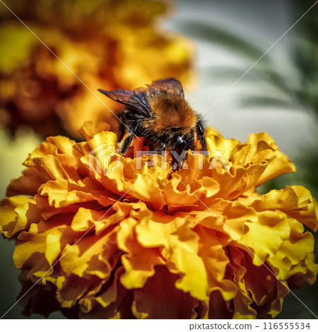 The bee collects pollen 116555534