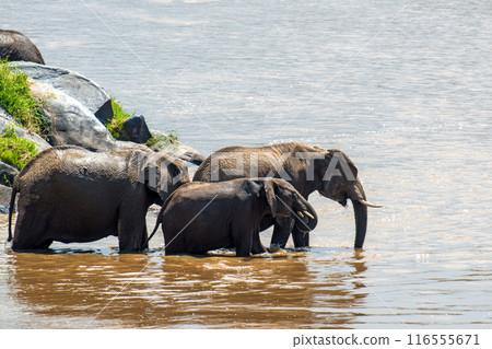 Elephant in water. National park of Kenya, Africa Elephant in water. National park of Kenya, Africa 116555671