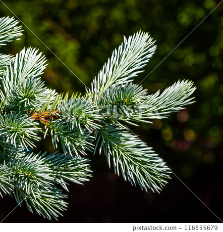 Blue decorative spruce 116555679