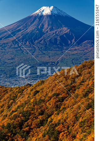 從光峠眺望白雪皚皚的富士山,秋天的紅葉 從光峠眺望白雪皚皚的富士山,秋天的紅葉 116555847