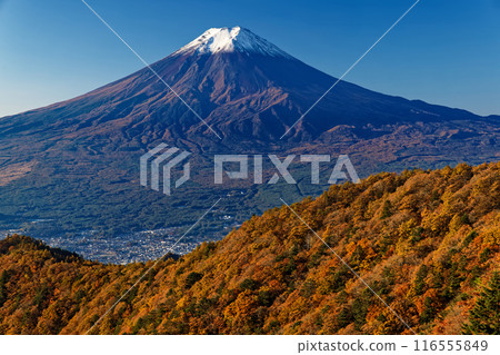 從光峠眺望白雪皚皚的富士山,秋天的紅葉 從光峠眺望白雪皚皚的富士山,秋天的紅葉 116555849