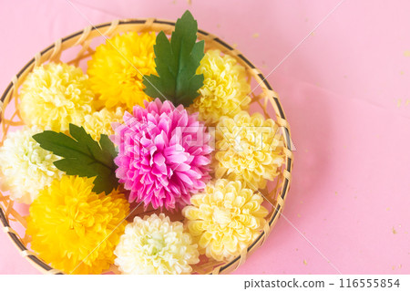 Chrysanthemum and Double Ninth Festival September 9th 116555854
