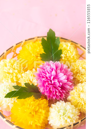 菊花/菊花節 9 月 9 日 菊花/菊花節 9 月 9 日 116555855