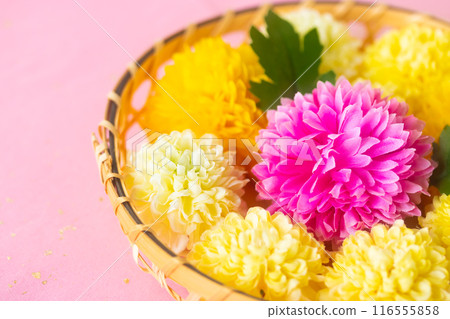 菊花/菊花節 9 月 9 日 菊花/菊花節 9 月 9 日 116555858