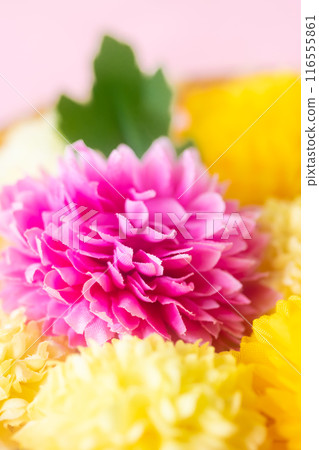 菊花/菊花節 9 月 9 日 菊花/菊花節 9 月 9 日 116555861