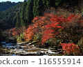Autumn leaves at Shimogafuchi 116555914