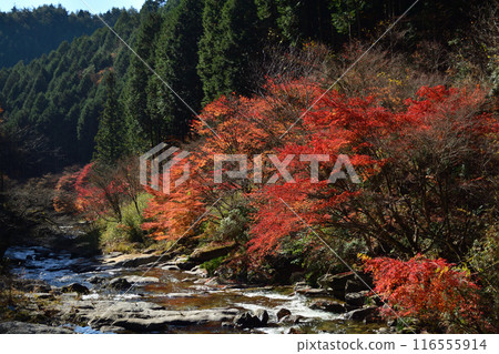 Autumn leaves at Shimogafuchi Autumn leaves at Shimogafuchi 116555914