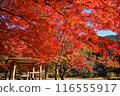 Lake Oku-Yahagi and autumn leaves at Ohno Park 116555917