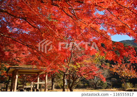 Lake Oku-Yahagi and autumn leaves at Ohno Park 116555917
