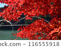 Bridge of Dreams (Tenryu Aizu Hanamomo no Sato Roadside Station) and autumn leaves 116555918