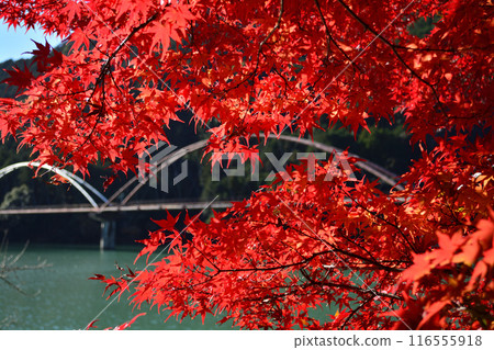 Bridge of Dreams (Tenryu Aizu Hanamomo no Sato Roadside Station) and autumn leaves 116555918