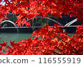 Bridge of Dreams (Tenryu Aizu Hanamomo no Sato Roadside Station) and autumn leaves 116555919