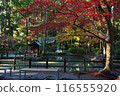 Autumn leaves of Koga Shrine 116555920