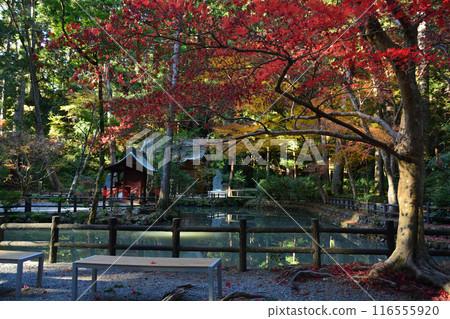 Autumn leaves of Koga Shrine Autumn leaves of Koga Shrine 116555920