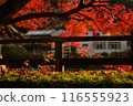 Autumn leaves at Hokoji Okuyama Park 116555923