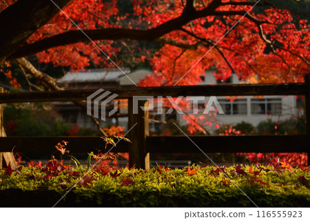 Autumn leaves at Hokoji Okuyama Park Autumn leaves at Hokoji Okuyama Park 116555923