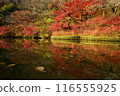 Autumn leaves at Hokoji Okuyama Park 116555925