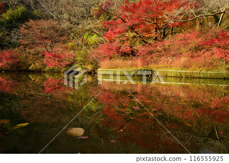 Autumn leaves at Hokoji Okuyama Park Autumn leaves at Hokoji Okuyama Park 116555925
