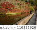 Autumn leaves at Hokoji Okuyama Park 116555926