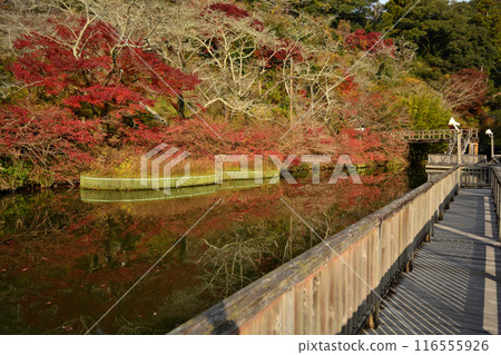 法光寺奧山公園的秋葉 法光寺奧山公園的秋葉 116555926