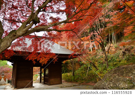 富門寺秋葉 116555928
