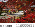 Autumn leaves of Fumonji Temple 116555931