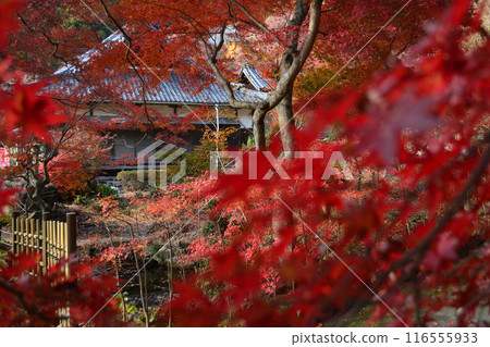 Autumn leaves of Fumonji Temple 116555933