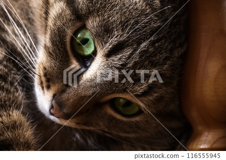 A little naughty kitten 116555945