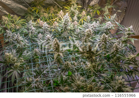 female blossom marijuana SoG Sea of Green net hemp cultivation technique Growing pot indoor bloom stage growth Medical female blossom marijuana SoG Sea of Green net hemp cultivation technique Growing pot indoor bloom stage growth Medical 116555966