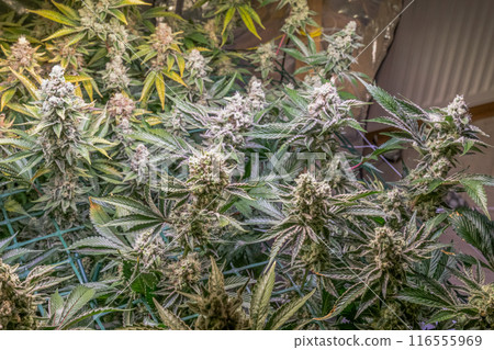 female blossom marijuana SoG Sea of Green net hemp cultivation technique Growing pot indoor bloom stage growth Medical female blossom marijuana SoG Sea of Green net hemp cultivation technique Growing pot indoor bloom stage growth Medical 116555969