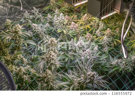 female blossom marijuana SoG Sea of Green net hemp cultivation technique Growing pot indoor bloom stage growth Medical female blossom marijuana SoG Sea of Green net hemp cultivation technique Growing pot indoor bloom stage growth Medical 116555972
