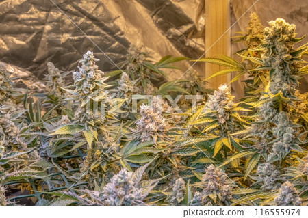 female blossom marijuana SoG Sea of Green net hemp cultivation technique Growing pot indoor bloom stage growth Medical female blossom marijuana SoG Sea of Green net hemp cultivation technique Growing pot indoor bloom stage growth Medical 116555974