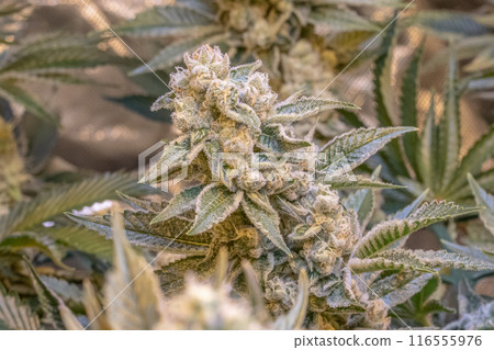 female blossom marijuana SoG Sea of Green net hemp cultivation technique Growing pot indoor bloom stage growth Medical 116555976