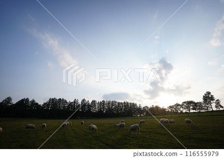 lambs playing outside 116555979